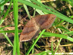1876632119_Scotopteryxchenopodiata.thumb.JPG.ad7e798bbca790ebfe8edaf1b5c79e9f.JPG