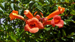 1910041055___Campsis_radicans.thumb.JPG.14b751225c1a24bf652486b570be4d0c.JPG