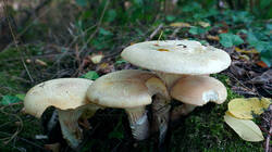 1924426574_Neolentinus_lepideus__20260701.thumb.JPG.554990b1f19d0e3ca41a7acfe4a26124.JPG