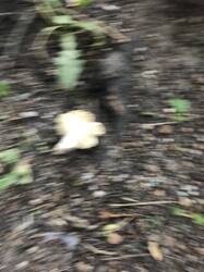 1952449008_IMG_63691.thumb.JPG.e5f8488929956e30515ec0533534dbe8.JPG