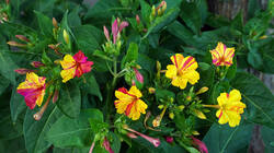 2022586687___Mirabilis_jalapa_AWP_20260718.thumb.JPG.174772dbeb26e8cd21de183986fa6342.JPG