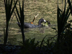 20260531-M3JR1043.thumb.jpg.28f9a236a00e8477c217f06f8cef8e94.jpg
