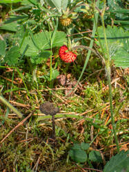 20260629-TAGE0686.thumb.jpg.94e1a3d11e973e75f965e63ceeb5922a.jpg