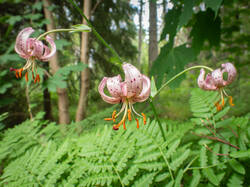 20260629-TAGE0736.thumb.jpg.a1ed9aef6590dd524167d2c7a8724224.jpg