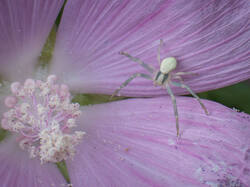 20260702-TAGE0449.thumb.jpg.7a48b13ded45e8cc4ceaf3386d8f7c2a.jpg
