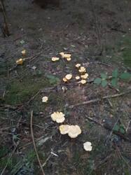 20260718_083830.thumb.jpg.bb76b749a1ea50e93f9dac5d48cf3aef.jpg