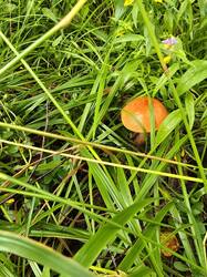 20260725_092402.thumb.jpg.34f27b1c17057d3f4385cc09becacb37.jpg
