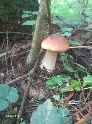 20260728_060654.jpg
