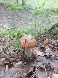 20260730_141855.thumb.jpg.2ff116970d54687d35512e11b344b972.jpg