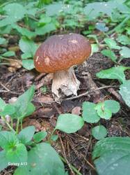 20260731_055509.jpg