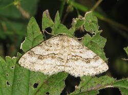 2028572235_Ectropiscrepuscularia.thumb.JPG.2e02cbea55a6fc1d698a02e93264c873.JPG