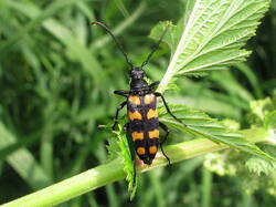 2098919866_Lepturaquadrifasciata.thumb.JPG.18403d657d39dbe389f3d96f4af620d2.JPG