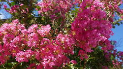 2143108271___Lagerstroemia_indica.thumb.JPG.2f795dd52e9aacc8a90959ae3b8e62a2.JPG