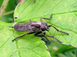 421333825_Tolmerusatricapillus.thumb.JPG.1ab81244bb03b2f433930593c82f61ca.JPG