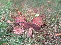 Boletus erythropus5.jpg