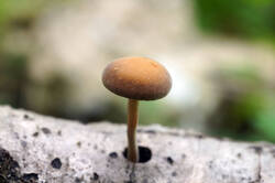 DSC08994а.jpg