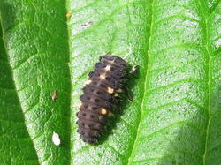 55919560_Ceratomegillanotata.thumb.JPG.2b410de5e2ed1ecd523201ead9e58ab0.JPG