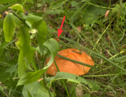573325257_2026-07-2414_55_41-07(jul)_26.thumb.png.68683ede39a6481d08d4483210d8f830.png