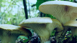 648042614_Neolentinus_lepideus__202607_01.thumb.JPG.4ff015e5298d01bc4785a869e12ead6d.JPG