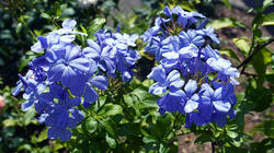 676714310___Plumbago_auriculata.thumb.JPG.0e06362f5d7f12de06dec7fc67ed393f.JPG