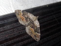 680646071_Xanthorhoequadrifasciata.thumb.JPG.571d1ccfeae8f1baaefcd772d2e98316.JPG