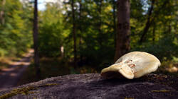 698759300___Neolentinus_lepideus__20260718.thumb.JPG.002254dd195d28d7746c0d49968500ee.JPG