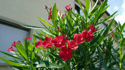 702130630__Nerium_oleander.thumb.JPG.5bfba8587a6306252d000e63f7dd798d.JPG