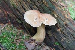 735977493_26-07-11-(3).thumb.JPG.8015822ab063d1c764f23cf7c5e8b336.JPG