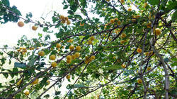 834519059___Prunus_domestica_AWP_2026_0718.thumb.JPG.111ceb9cd160c602d2cfb911cc1d5b0b.JPG