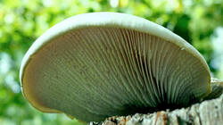 848966736___Neolentinus_lepideus__2026_0718.thumb.JPG.6245dfe150f99af93082abe0c23b2006.JPG