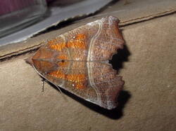 873459564_Scoliopteryxlibatrix.thumb.JPG.f6cb1de859021e39bc9d4fd654645d81.JPG