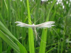 915559812_Pterophoruspentadactyla.thumb.JPG.494f41bf3c615080ef45a1950dccda9c.JPG