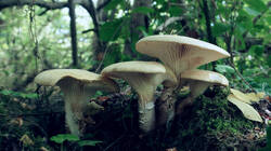 957900325_Neolentinus_lepideus__2026_07_01.thumb.JPG.ac7092eb32af73a237f0d3160e04a96e.JPG