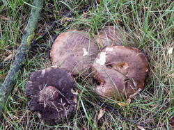 Boletus_erythropus4.JPG