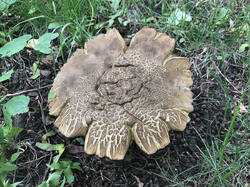 Boletus_luridus_SAE_20260528.thumb.jpg.f26b2de9a0c381e0a0f800d24a6efb86.jpg
