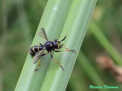 Conops_flavipes_NND_20210726.thumb.JPG.9d6b840874ba6635a202a84f6e87b4d2.JPG