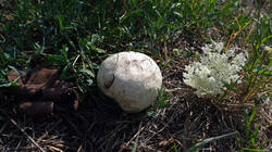 DSC06175.thumb.JPG.cbf5eeaf21558f9c440bfc26c05c1209.JPG