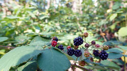 DSC06195.thumb.JPG.a09ca940da00165076199e72b2658acc.JPG