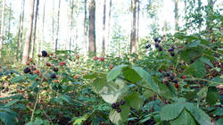 DSC06197.thumb.JPG.7ae58a1369d44a1c242b43c6c256d541.JPG