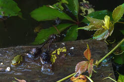 DSC08845.jpg
