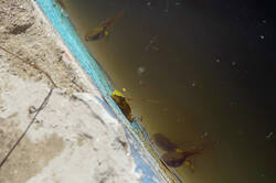DSC08846.jpg