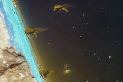 DSC08847.jpg