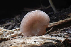 DSC08903.jpg
