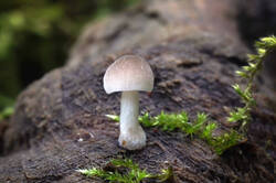 DSC08904.jpg