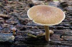 DSC08912.jpg