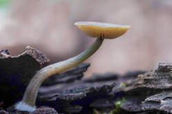 DSC08994.jpg