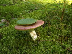 DSCF7030.JPG