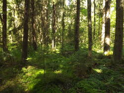 DSCF7031.JPG