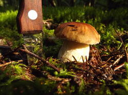 DSCF7034.JPG