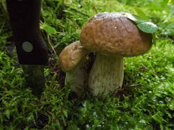 DSCF7035.JPG